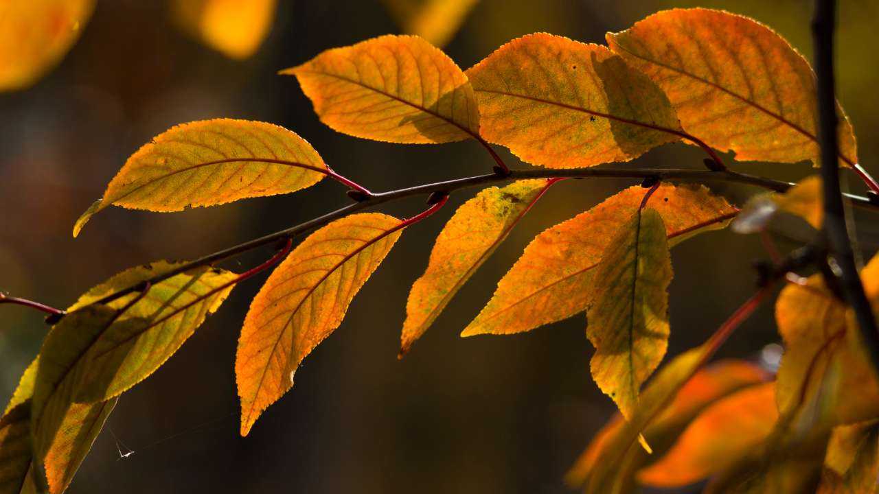 Ветка дерева с желтыми осенними листьями в ожидании финансового гороскопа на ноябрь 2023 года
