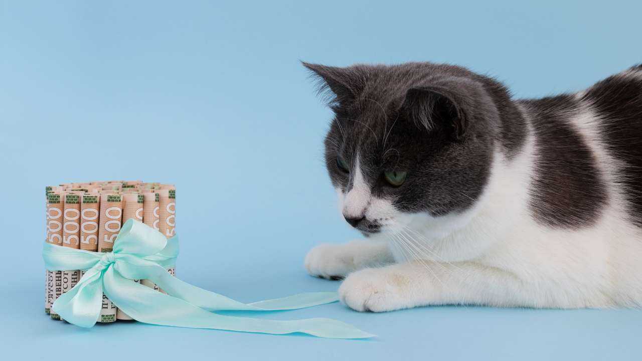 Бумажные купюры обвязаны голубым бантом, а рядом с денежным подарком лежит черно-белый кот